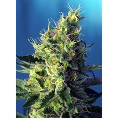 Sweet Pure CBD, Фасовка: 3+1